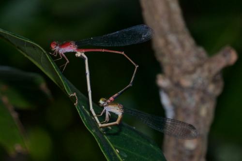 Réf. 243 900 : Pseudagrion pilidorsum