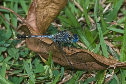 Réf. 243 965 : Diplacodes trivialis
