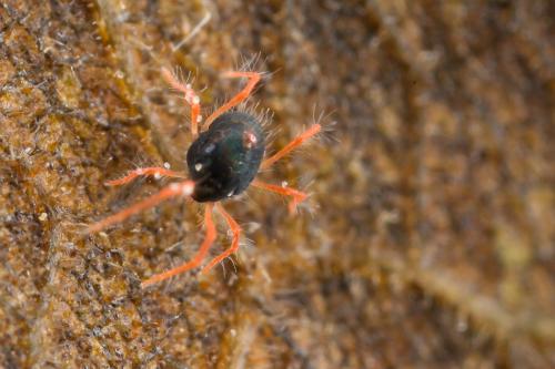 Linopenthaleus irki