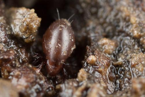 Steganacarus anomalus
