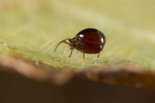 Ceratoppia sp.