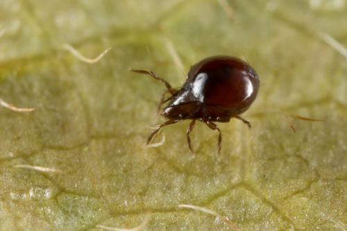 Ceratoppia sp.