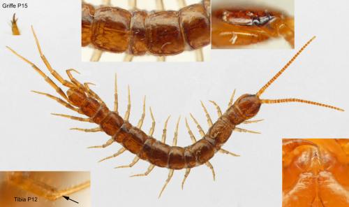 Lamyctes africanus