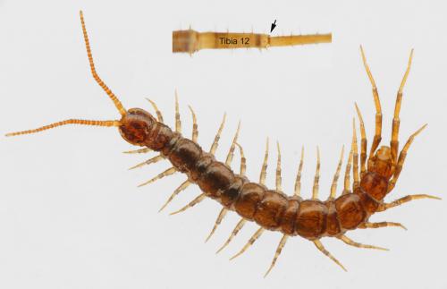 Lamyctes africanus