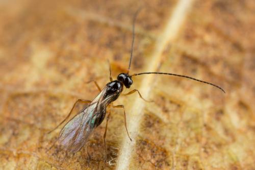 Réf. 243 188 : Alysiinae inconnu