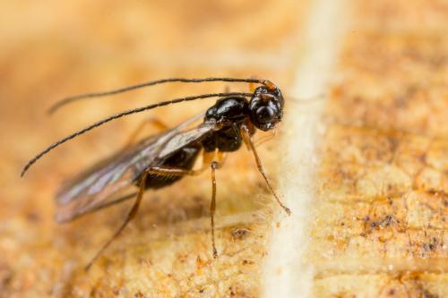 Réf. 243 189 : Alysiinae inconnu