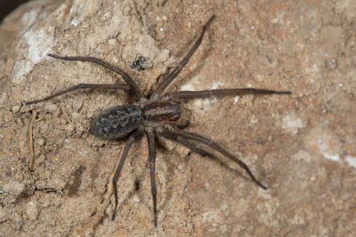 Eratigena agrestis