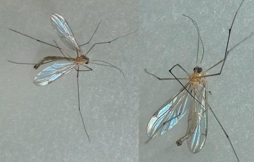 Bolitophila saundersii