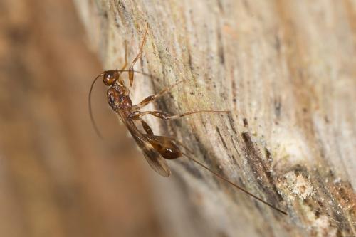 Réf. 243 591 : Spathius sp.