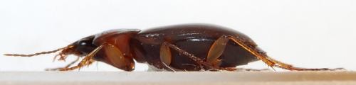 Réf. 243 564 : Calathus cinctus