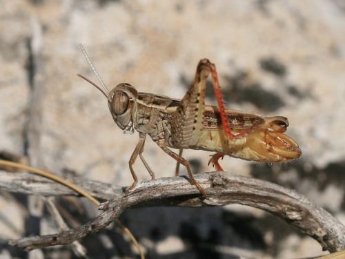 Calliptamus sp.