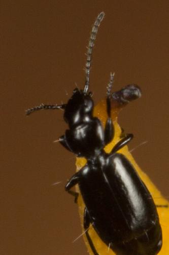 Réf. 243 525 : Microlestes minutulus