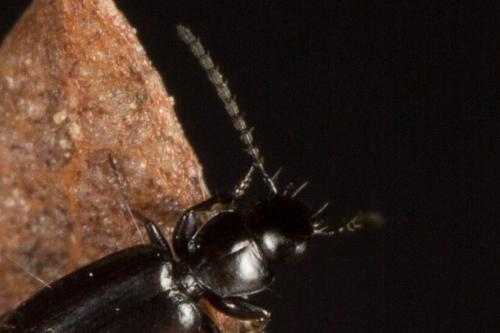 Réf. 243 526 : Microlestes minutulus