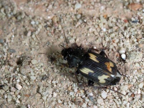 Réf. 243 975 : Tetragonoderus sp.