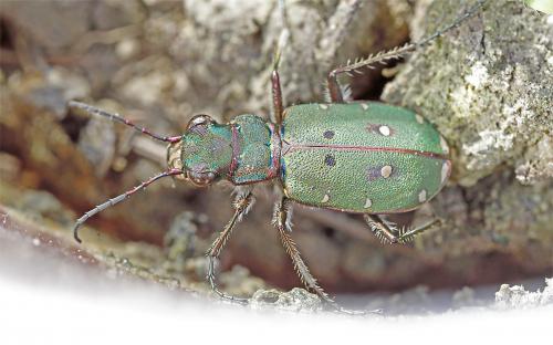Réf. 243 164 : Cicindela campestris