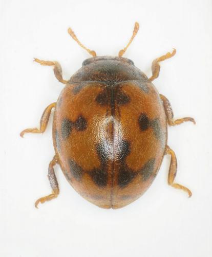 Réf. 243 063 : Subcoccinella vigintiquatuorpunctata