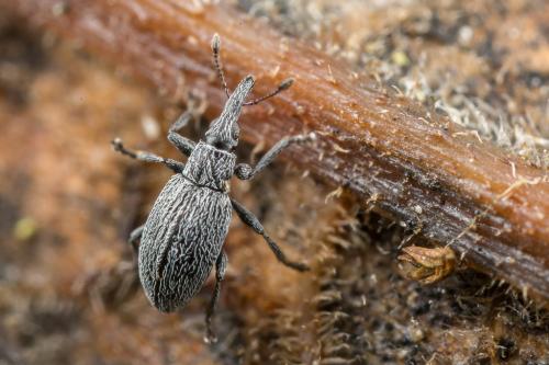 Catapion sp.