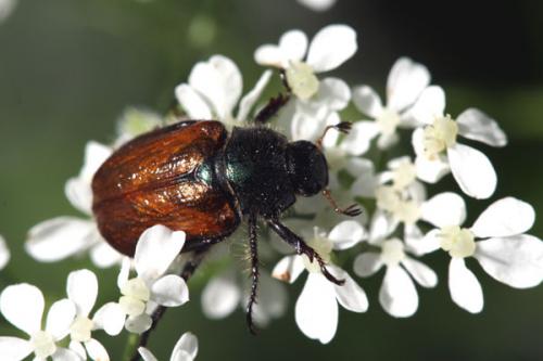 Réf. 243 737 : Phyllopertha horticola