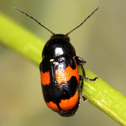 Cryptocephalus quadripunctatus