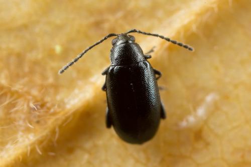 Réf. 243 744 : Phyllotreta consobrina