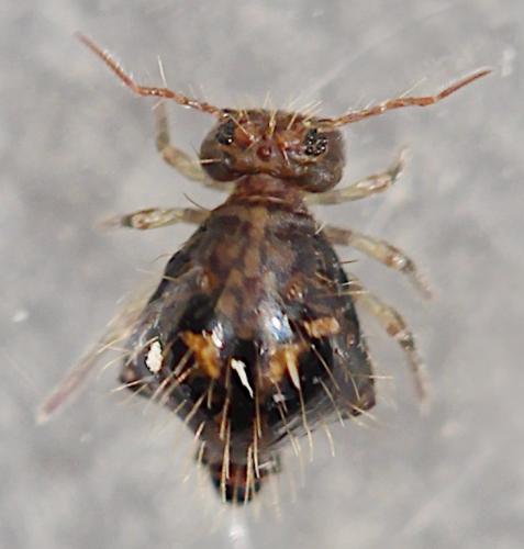 Allacma fusca