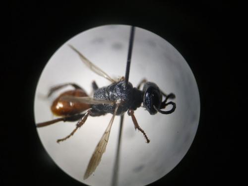 Astata costae