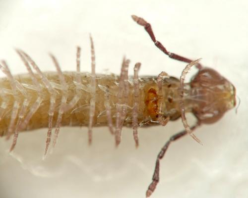 Réf. 243 224 : Chordeuma sylvestre