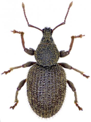 Otiorhynchus delicatulus