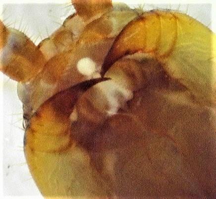 Réf. 243 042 : Lithobius melanops