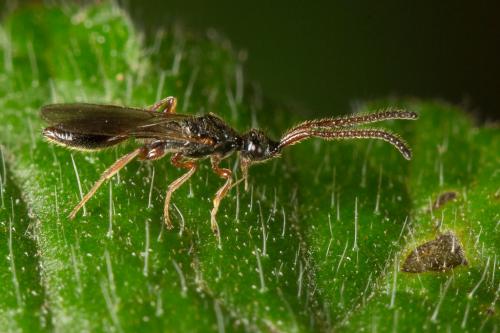 Belytinae