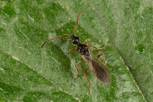 Belytinae