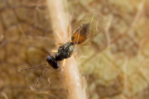 Pnigalio agraules
