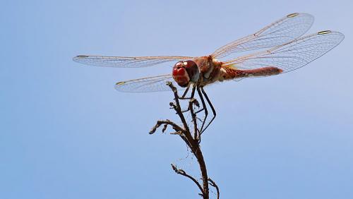 Réf. 243 067 : Sympetrum fonscolombii