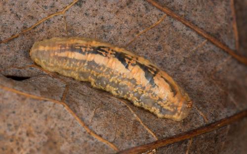 Réf. 243 517 : Syrphus ribesii