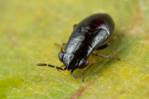 Geocoris sp.