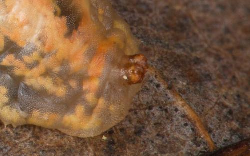 Réf. 243 551 : Syrphus ribesii