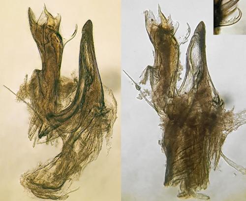 Leptoiulus uncinatus