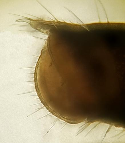 Leptoiulus uncinatus