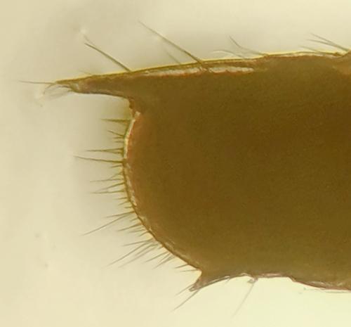 Leptoiulus uncinatus