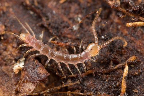 Lithobius sp.