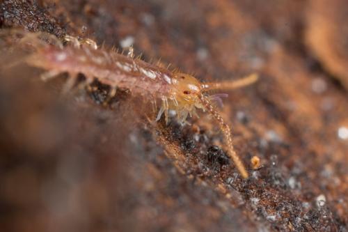 Lithobius sp.