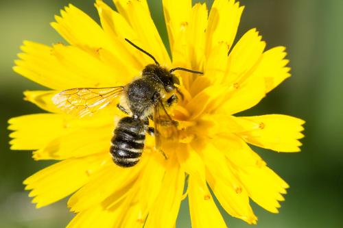 Megachile sp.