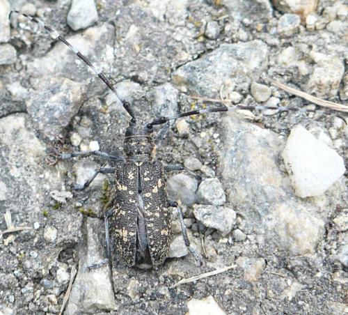 Réf. 243 378 : Monochamus sutor