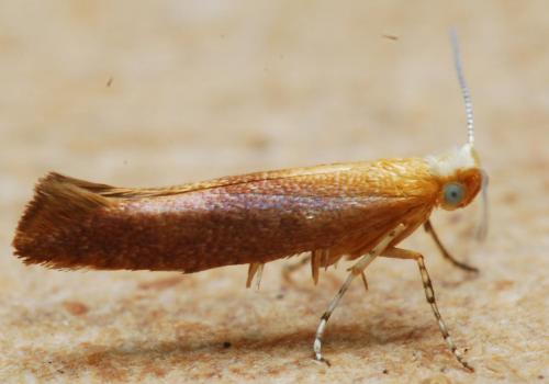 Argyresthia sp.