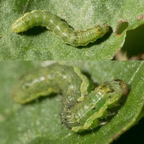 Helicoverpa armigera