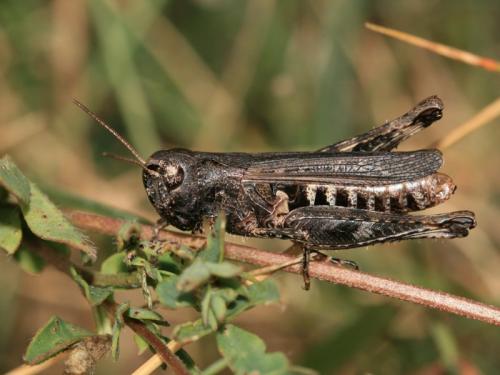 Réf. 243 792 : Omocestus haemorrhoidalis haemorrhoidalis