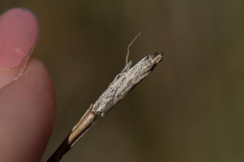 Réf. 243 126 : Phycitinae inconnu