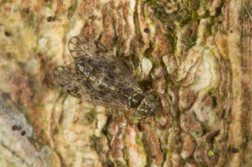 Aaroniella badonneli