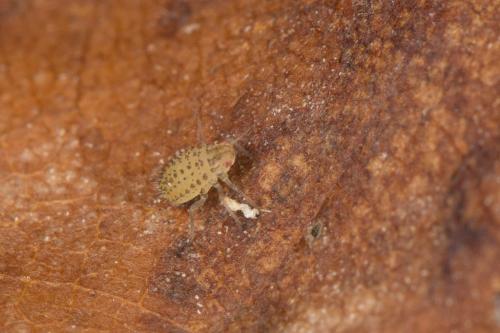 Therioaphis sp.