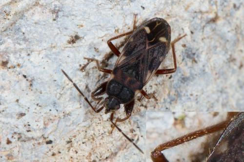 Réf. 243 515 : Eremocoris podagricus